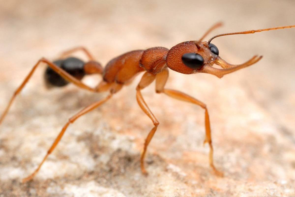 مورچه ملکه