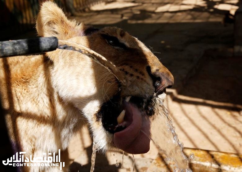 شیر نادر پارک القریشی سودان