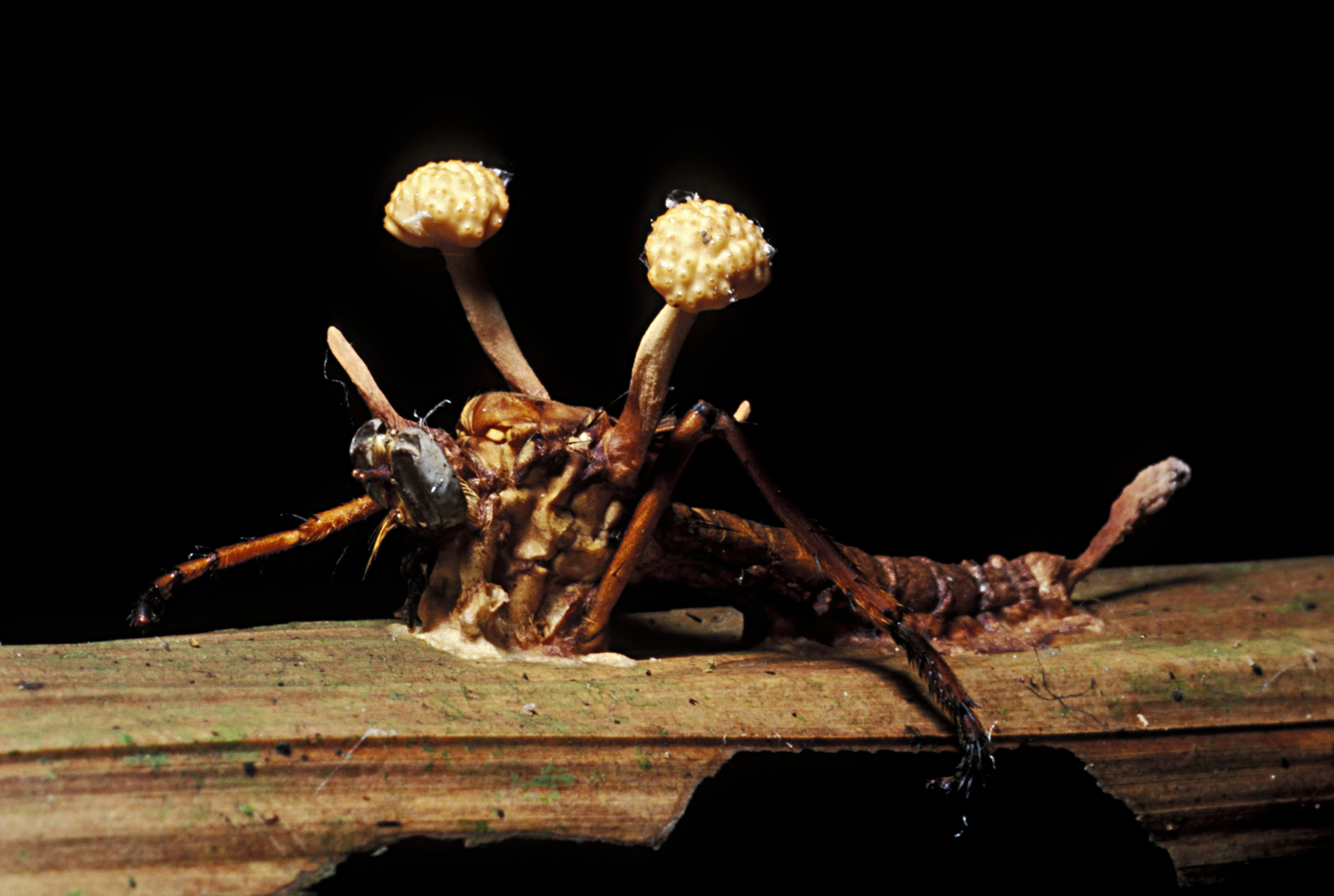 مورچه زامبی