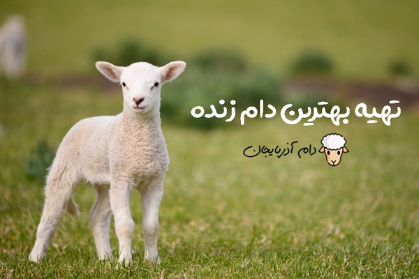 گوسفند3