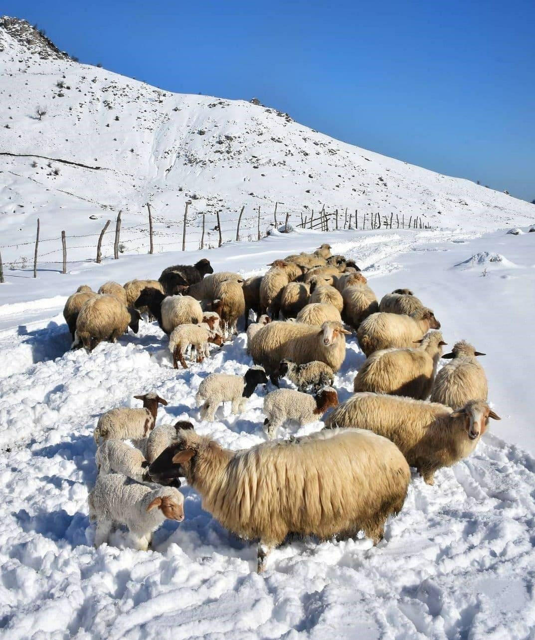 سفر به روی ابرها گوسفند در برف