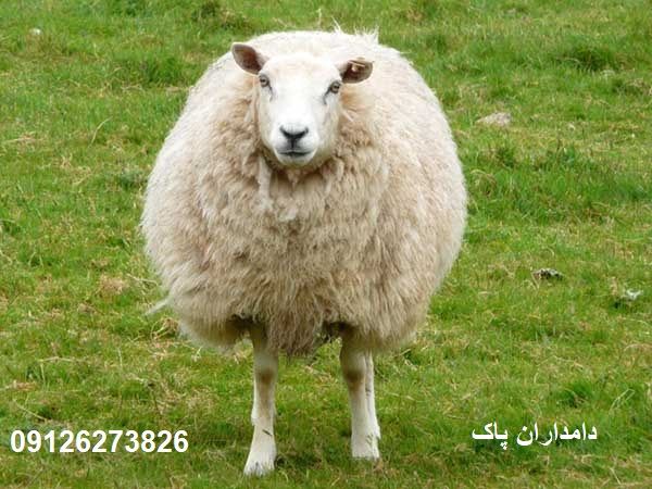 نکات مهم در خرید گوسفند زنده