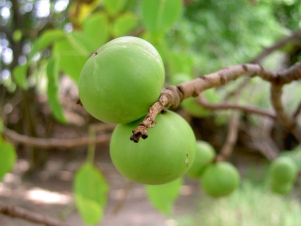 میوه درخت  درخت مانچینل که طعمی شبیه به آلو دارد